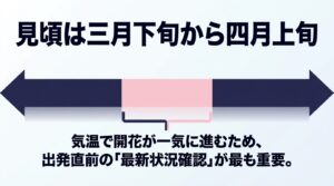 富山城の桜の見頃は3月下旬から4月上旬。出発直前の最新状況確認を推奨する案内