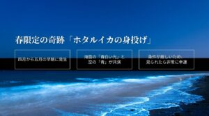 春限定の奇跡ホタルイカの身投げ。海面の青白い光と空の青の共演