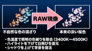 RAW現像による色味の調整例。不自然な色が混ざった写真から、本来の淡い桜色へ色温度やハイライト・シャドウを調整するプロセス。