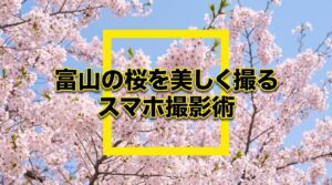 桜の写真撮影ガイド