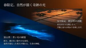 春限定の絶景である富山湾のホタルイカと散居村の水鏡